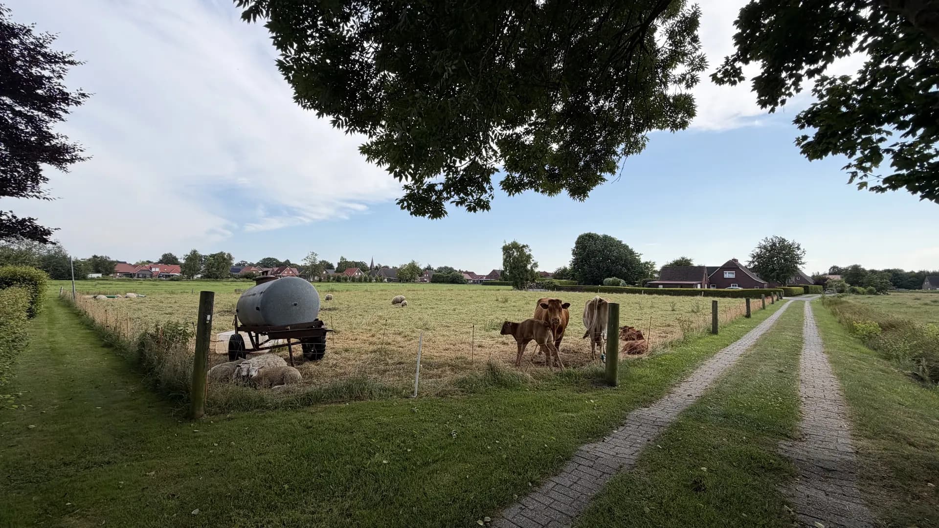 Weide mit Kühen und Schafen am gepflasterten Hofweg