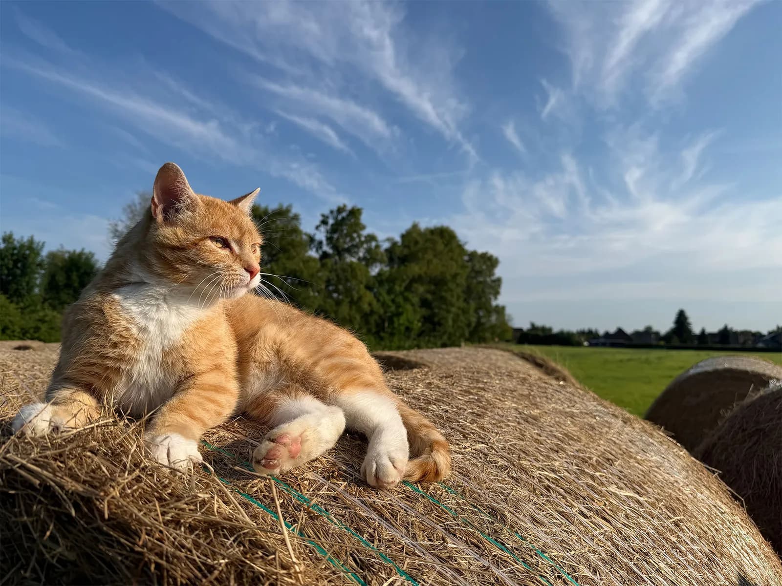 Hofkater Daxter döst in der Abendsonne auf einem Strohballen