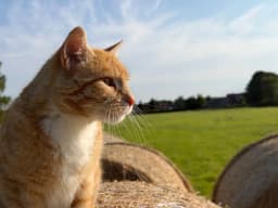 Hofkater Daxter im Profil auf einem Strohballen