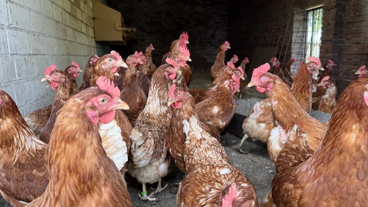 Neugierige Hühnerschar im Backsteinstall eines ostfriesischen Hofs