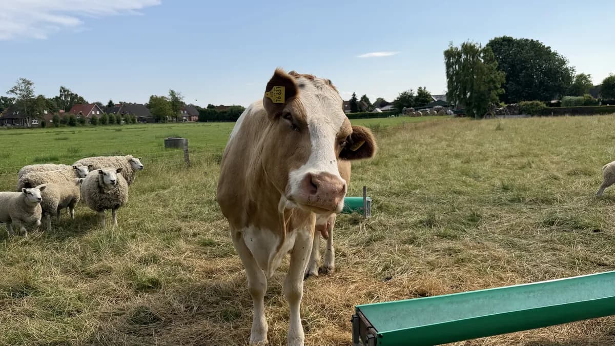 Neugierige Kuh auf der Weide, Schafe im Hintergrund