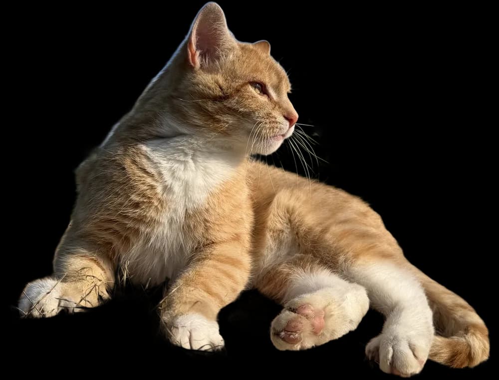 Daxter, der Hofkater, sitzt auf einem Strohballen und schaut zur Seite
